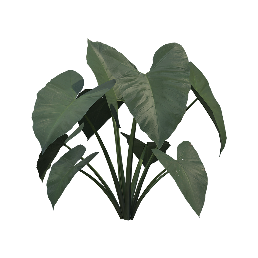 Colocasia esculenta antiquorum - Elephant Ear